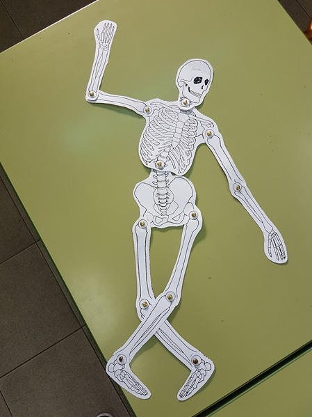 esqueleto aprender huesos cuerpo humano