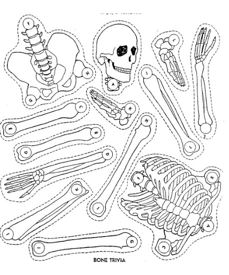 Crear esqueleto de papel para los huesos del cuerpo humano - academia JAF - en vídeo online gratis de Lengua española, Matemáticas, Contabilidad, Física...